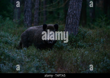 Keiler/Wildschwein (Sus scrofa) beeindruckende Tusker in der Dämmerung, in der Dämmerung, im Unterholz von einem dunklen Wald, Beobachten, Tierwelt, Europ. Stockfoto