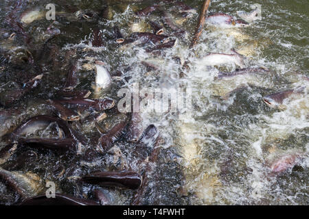 Irisierende Hai in eine Fischzucht, Wels Fütterung Stockfoto