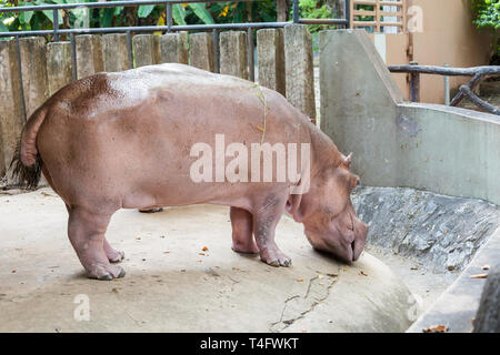 Voller Körper eines Nilpferds Stockfoto