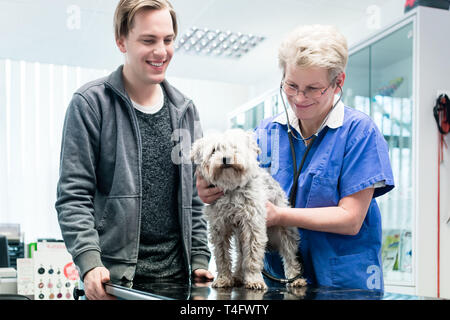 Ärztin Prüfung Hund Stockfoto