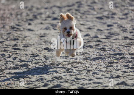 Kleine Schätzchen auf dem Strand in der Nähe des Meeres. Seine Ohren auf und ab sprang, rote Zunge, winzige schwarze Nase und Augen. Lockiges Fell und gebogenen Schwanz. Stockfoto