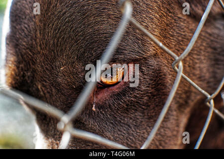 Close up Portrait von Eingesperrten süße Labrador Hunde. Haustiere, Hund gesperrt. Captive animal eingezäunt, Zaun oder eingesperrt. Schokolade Farbe Labrador Hund in einem Käfig. Stockfoto