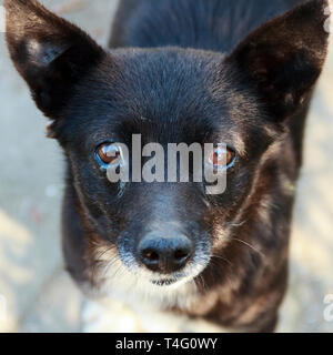 Homelless Hund ist auf der Suche nach Essen. Foto. Stockfoto