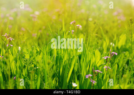Hintergrund hell grün und lila Blumen Zeile. Stockfoto