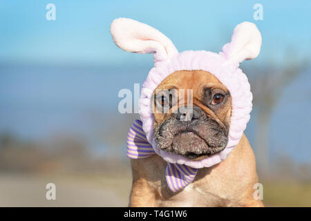 Komisch aussehende Französische Bulldogge Hündin gekleidet mit Osterhase kostüm Kopfbügel und bowtie Stockfoto