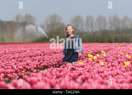 Keeley Thorne, 6, Spaziergänge durch ein Feld voller bunter Tulpen, die in der Blüte in der Nähe von King's Lynn, Norfolk, Großbritannien wärmeres Wetter im Frühling diese Woche sieht, mit Temperaturen bis zu 22 Grad Celsius. Stockfoto