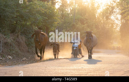 Ein Mann nimmt eine Gruppe von Kuh Familie nach Hause nach der Arbeit am Abend, Thailand: 2018 Stockfoto