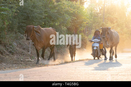 Ein Mann nimmt eine Gruppe von Kuh Familie nach Hause nach der Arbeit am Abend, Thailand: 2018 Stockfoto