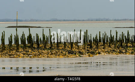 Authie Bay, Berck, Picardie, Hauts-de-France, Frankreich Stockfoto