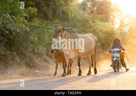 Ein Mann nimmt eine Gruppe von Kuh Familie nach Hause nach der Arbeit am Abend, Thailand: 2018 Stockfoto