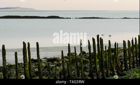 Authie Bay, Berck, Picardie, Hauts-de-France, Frankreich Stockfoto