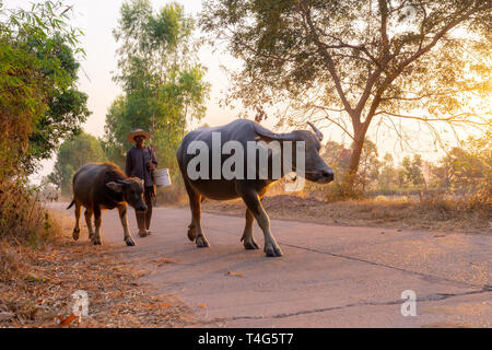 Ein Mann nimmt eine Gruppe von Kuh Familie nach Hause nach der Arbeit am Abend, Thailand: 2018 Stockfoto