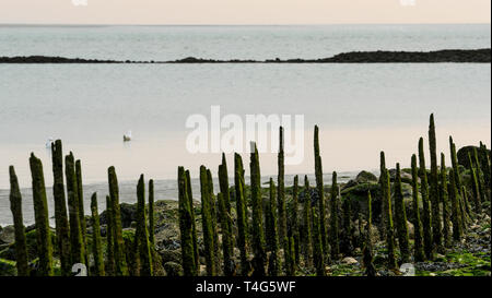 Authie Bay, Berck, Picardie, Hauts-de-France, Frankreich Stockfoto