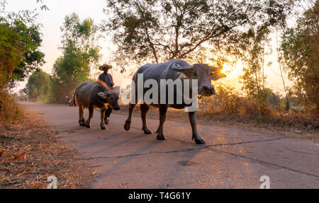 Ein Mann nimmt eine Gruppe von Kuh Familie nach Hause nach der Arbeit am Abend, Thailand: 2018 Stockfoto