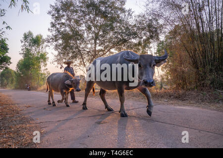 Ein Mann nimmt eine Gruppe von Kuh Familie nach Hause nach der Arbeit am Abend, Thailand: 2018 Stockfoto