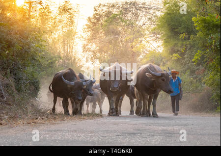 Ein Mann nimmt eine Gruppe von Kuh Familie nach Hause nach der Arbeit am Abend, Thailand: 2018 Stockfoto