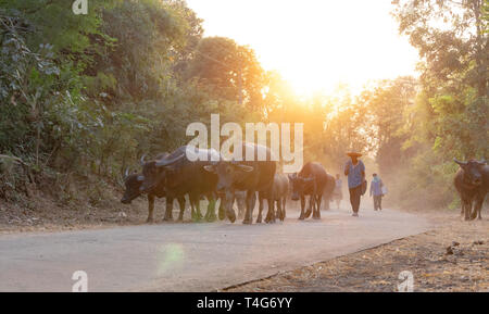 Ein Mann nimmt eine Gruppe von Kuh Familie nach Hause nach der Arbeit am Abend, Thailand: 2018 Stockfoto