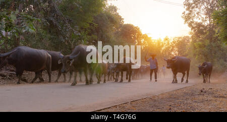 Ein Mann nimmt eine Gruppe von Kuh Familie nach Hause nach der Arbeit am Abend, Thailand: 2018 Stockfoto