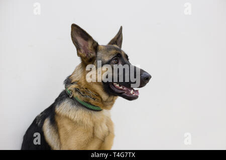 Deutscher Schäferhund Welpen mit schwarzer Maske auf einem weißen Hintergrund. Fünf Monate alt. Heimtiere. Stockfoto