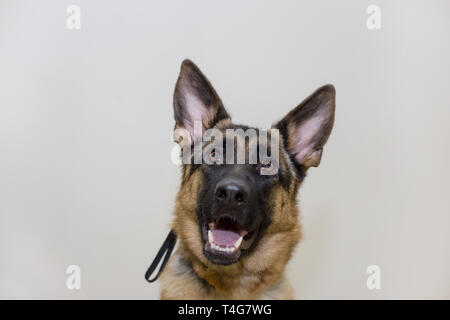 Süße Schäferhund Welpe mit schwarzer Maske auf einem weißen Hintergrund. Fünf Monate alt. Heimtiere. Stockfoto