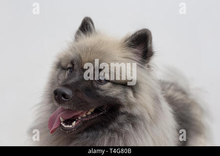 Deutscher Wolfsspitz steht mit Zunge räkelt. Keeshond oder spitz. Heimtiere. Reinrassigen Hund. Stockfoto