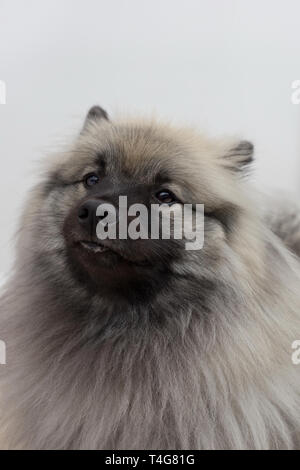 Deutscher Wolfsspitz isoliert auf einem weißen Hintergrund. Close Up. Keeshond oder spitz. Heimtiere. Reinrassigen Hund. Stockfoto