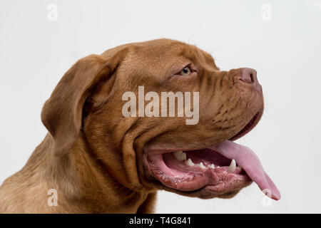 Bordeauxdogge Welpen mit einem Räkelt Zunge Süß. Bordeaux Dogge oder bordeauxdog. Fünf Monate alt. Heimtiere. Stockfoto