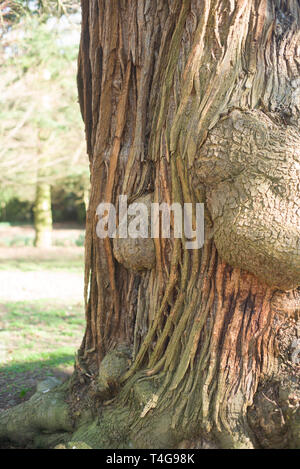 Alter Baum im Wald Stockfoto