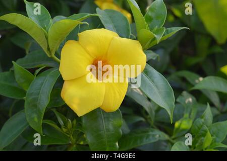 Schöne gelbe Blume [Allamanda] Stockfoto