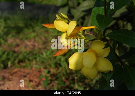 Schöne gelbe Blume [Allamanda] Stockfoto