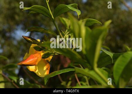 Schöne gelbe Blume [Allamanda] Stockfoto