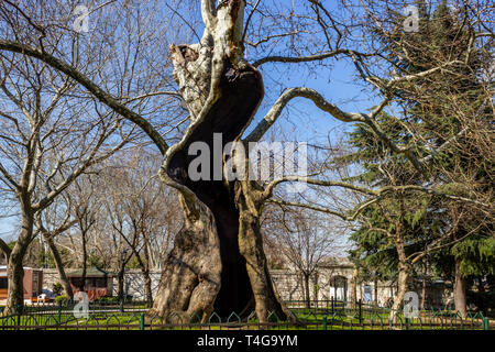 Platane Hohlraum Stockfoto