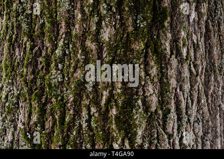 Geprägte Beschaffenheit der Rinde eines Baumes mit Moos und Flechten. Holz baum Textur muster Tapete. Ökologie und Natur Konzept Hintergrund. Stockfoto