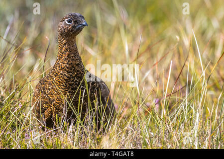 Moorschneehuhn, Lagopus lagopus scoticus, in natürlicher Umgebung Scottish Highlands, Schottland, Großbritannien, Europa Stockfoto