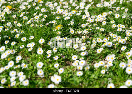 Natur, Blumen, Umwelt, Parks und Feder Konzept: weiß wild Gänseblümchen auf einer grünen Wiese. Stockfoto
