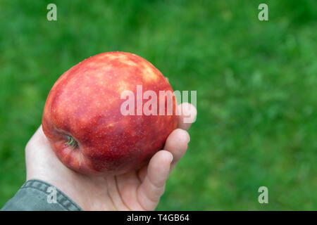 Große, Reife, bunt meliert Apfel in der Hand eines Mannes auf einem grünen Hintergrund. Stockfoto