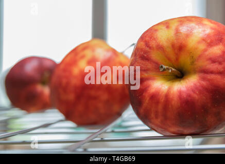 Reif, bunte fleckige Äpfel auf einem Rost und den Hintergrund von einem hellen Fenster. Stockfoto