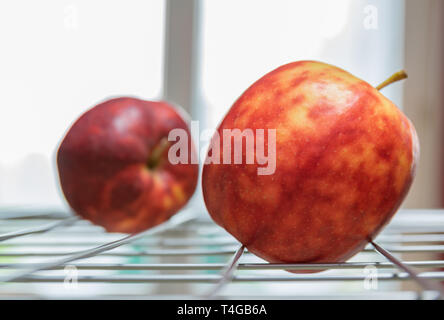 Reif, bunte fleckige Äpfel auf einem Rost und den Hintergrund von einem hellen Fenster. Stockfoto