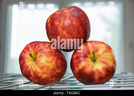 Reif, bunte fleckige Äpfel auf einem Rost und den Hintergrund von einem hellen Fenster. Stockfoto