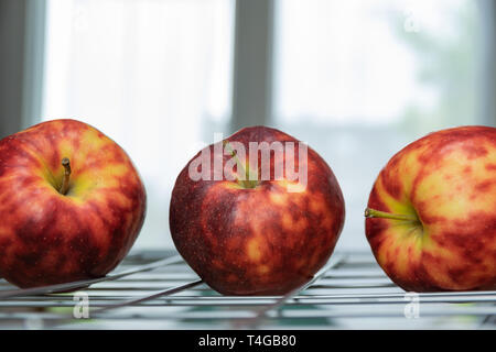 Reif, bunte fleckige Äpfel auf einem Rost und den Hintergrund von einem hellen Fenster. Stockfoto