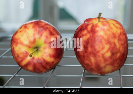 Reif, bunte fleckige Äpfel auf einem Rost und den Hintergrund von einem hellen Fenster. Stockfoto