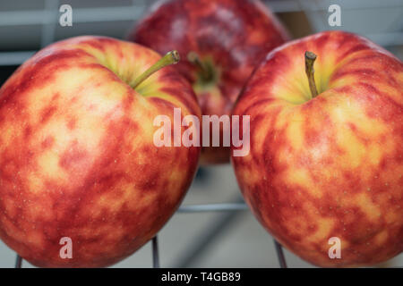 Reif, bunte fleckige Äpfel auf einem Hintergrund von Grids. Stockfoto