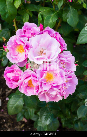 Rosa Glück Blüte in einem Englischen Garten im Juni Stockfoto