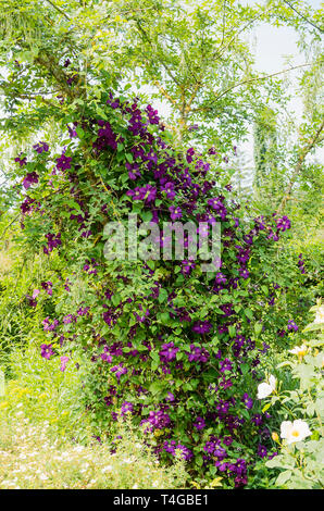 Clematis Fantasy klettern auf einen Baum in einem Englischen Garten im Juni Stockfoto