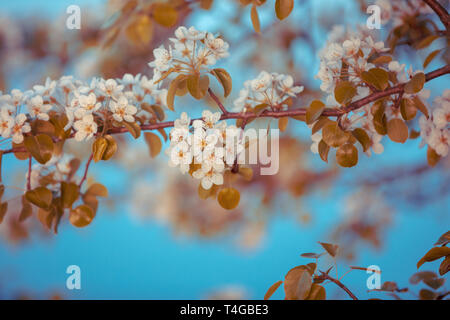 Jahrgang Zweigniederlassung einer blühenden Birne vor blauem Himmel. Frühling Natur Hintergrund Stockfoto