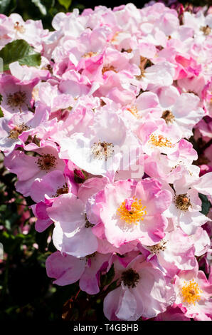 Rosa Rosa Kissen Blüte in einem Englischen Garten im Juni Stockfoto