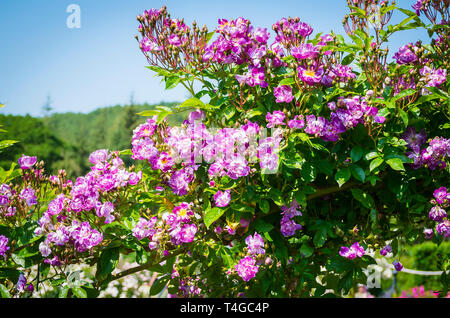 Rambling rose rosa Kew Rambler Blüte im Juni in Großbritannien. Stockfoto