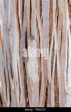 Eukalyptus glaucescens. Tingiringi Gummi Baumrinde Stockfoto