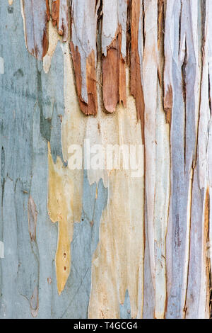 Eukalyptus glaucescens. Tingiringi Gummi Baumrinde Stockfoto