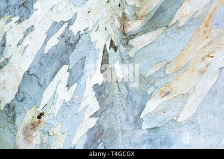 Eucalyptus niphophila pauciflora. Alpine Snow Gum Tree bark Stockfoto